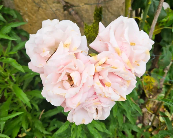 roses Roses